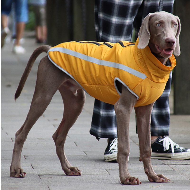Niski MOQ Koszt Affordable Classic Wersja Dog Kurtka Rain Dog Odzież