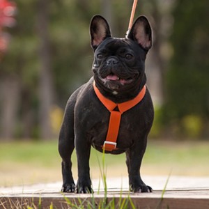 2022 Nowy styl kolorowy uprząż psa i smyczy zestaw wielopunktowych regulowanych i przyłączeniowych przyłączeni